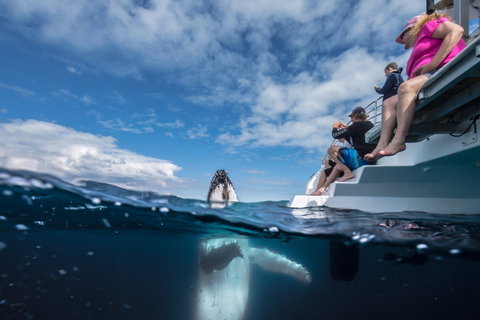 Whale Watching - Attractions 2