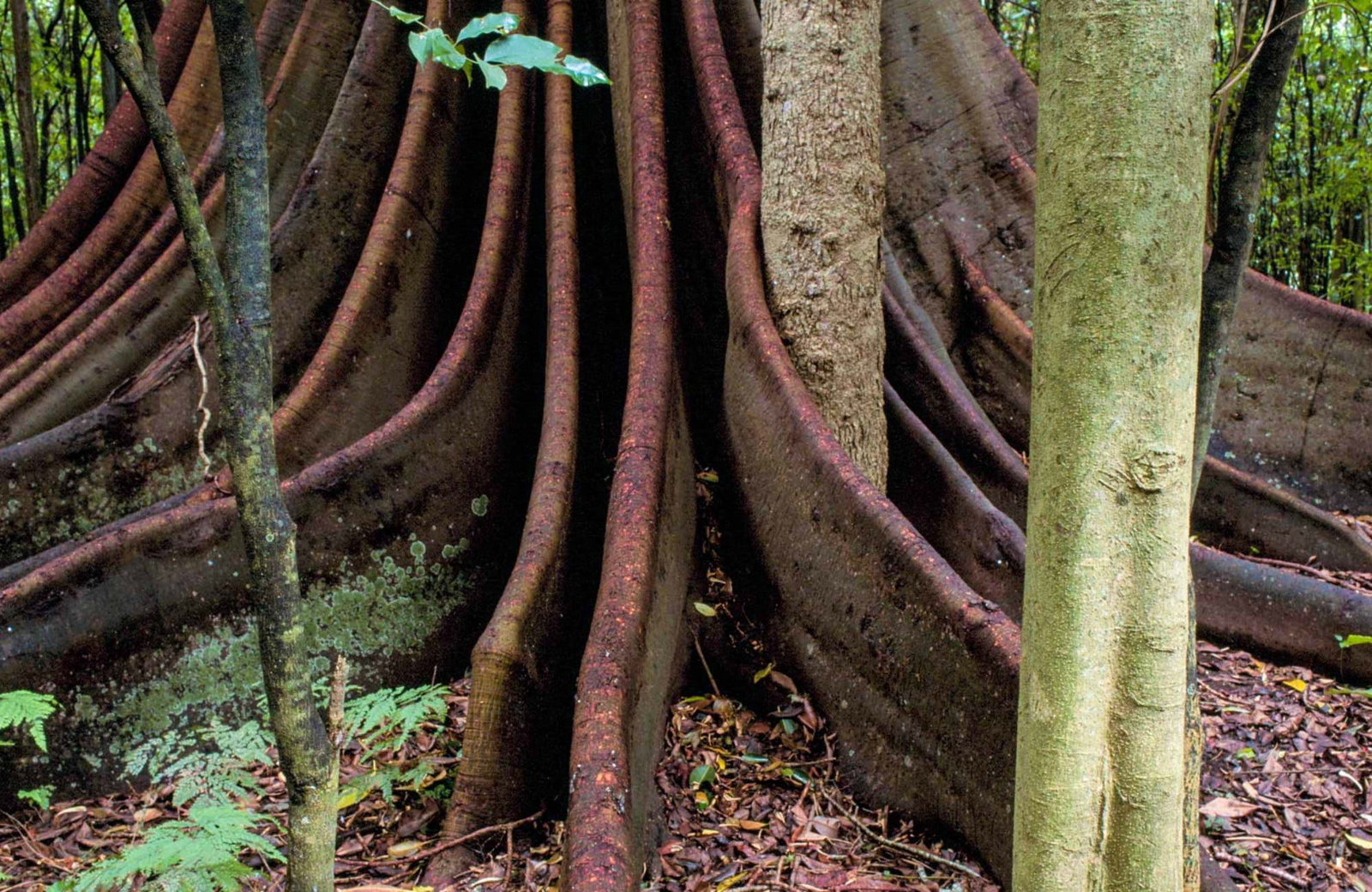 Yarratt Forest NSW See Attractions