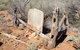 Winnecke Goldfield Cemetery - thumb 1