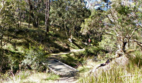 Wollomombi Walking Track - Attractions 0