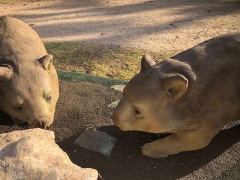 Wombat Statues, Moonta - Attractions 1