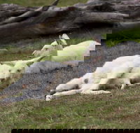 Yarra Valley Nocturnal Zoo - Attractions