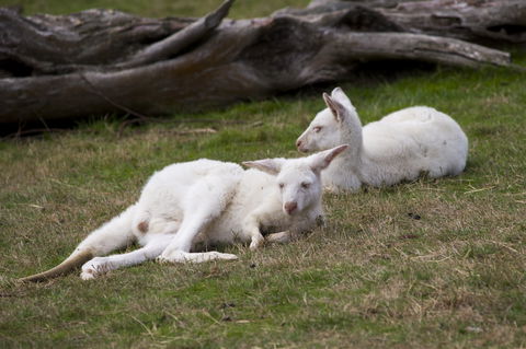 Yarra Valley Nocturnal Zoo - Attractions 0