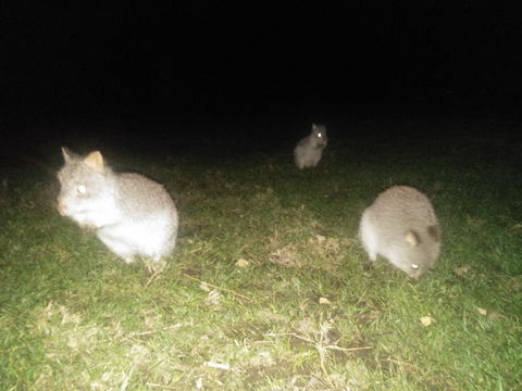 Yarra Valley Nocturnal Zoo - Attractions 2
