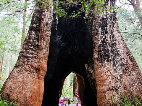 Ancient Empire Walk, Valley Of The Giants - Attractions 0
