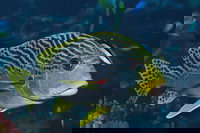 Beaver Reef Dive Site