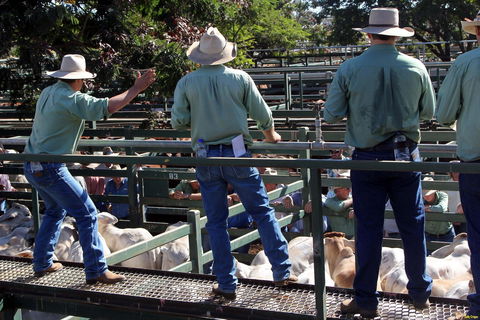 Blackall Saleyards - Attractions 2