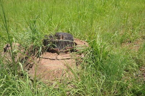 Brocks Creek Chinatown And Temple Site - Attractions 0