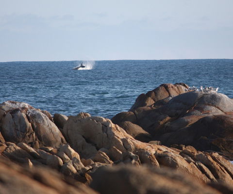 Cape Conran Coastal Park - Attractions 1