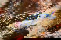 Cochrane Artificial Reef Dive Site