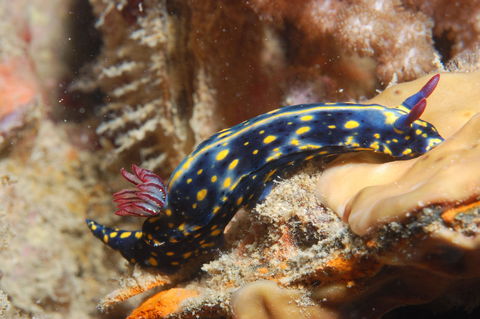 Cochrane Artificial Reef Dive Site - Attractions 0