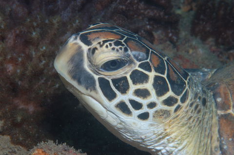 Cochrane Artificial Reef Dive Site - Attractions 2