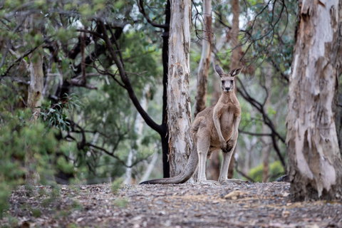 Currawong Bush Park - Attractions Las Vegas 1