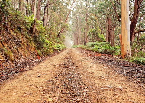 Cycle Mogo State Forest - Attractions 1