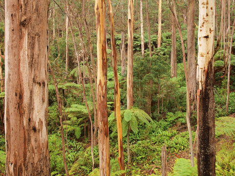Cycle Mogo State Forest - Attractions 2