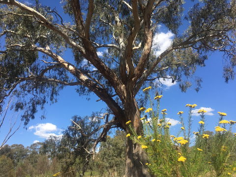 Euroa Arboretum - Attractions 0