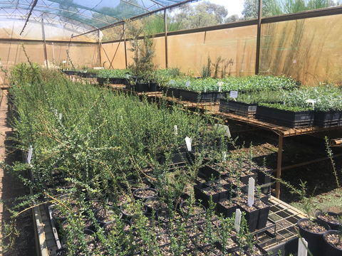 Euroa Arboretum - Attractions 1
