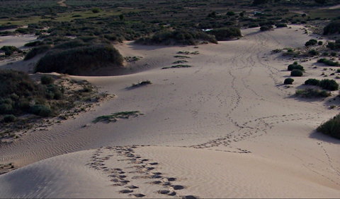 Foreshore Walk, Mungo National Park - Attractions 0