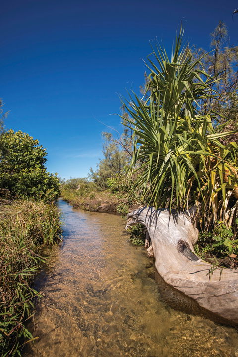Freshwater Creek Track, Byfield National Park - Attractions 2