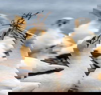 Gannets in Portland - Attractions