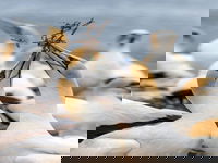 Gannets in Portland