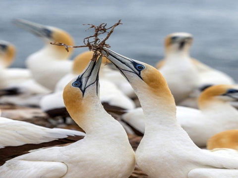 Gannets In Portland - Attractions 0