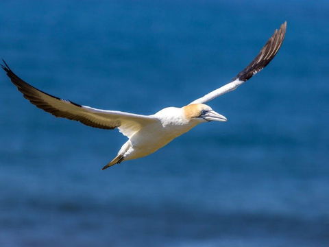 Gannets In Portland - Attractions 1