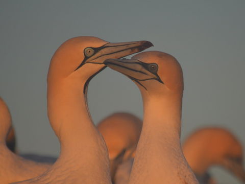 Gannets In Portland - Attractions 2