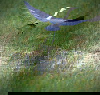 Germein Reserve - Attractions