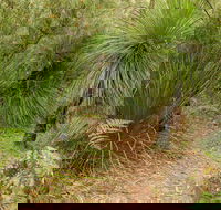 Grass Tree Circuit - Attractions