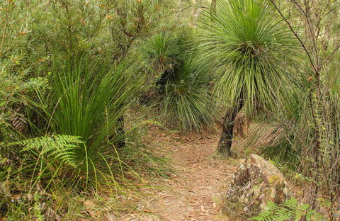 Grass Tree Circuit - See Attractions 0
