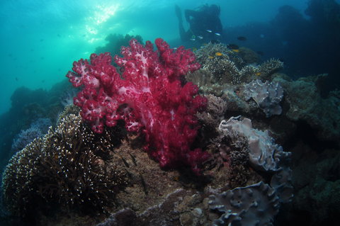 Luncheon Bay Dive Site - Attractions 0