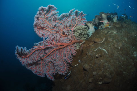 Luncheon Bay Dive Site - Attractions 1