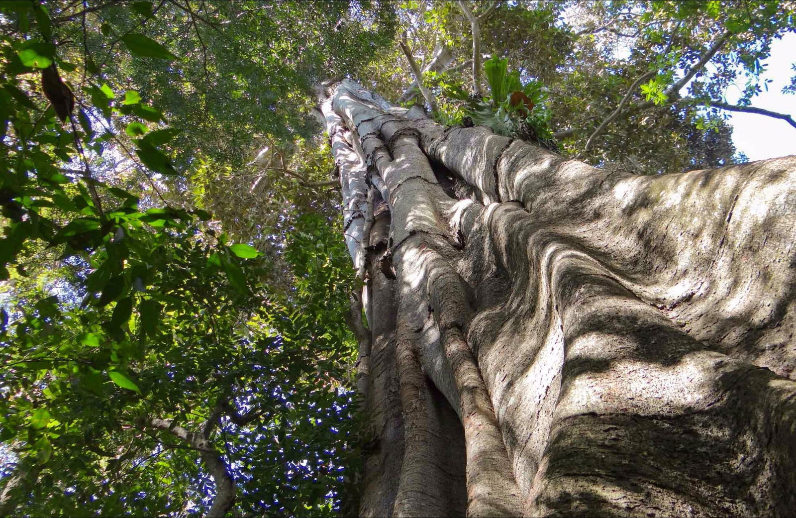 Northern Rivers And Tropical Nsw NSW Attractions