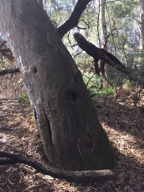 Northern Beaches - Attractions 1