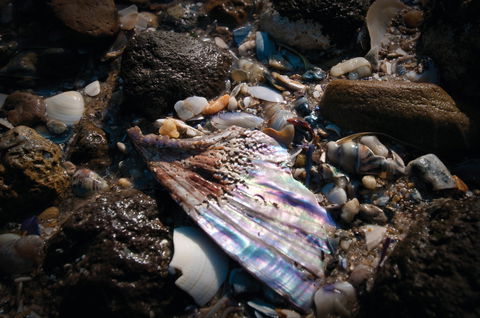 Point Cook Marine Sanctuary - Attractions 1