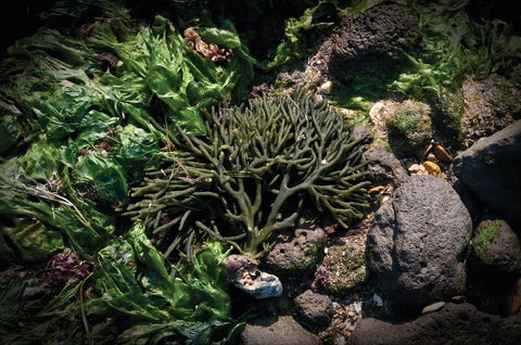 Point Cook Marine Sanctuary - Attractions 2