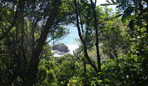 Rainforest Walking Track, Hat Head National Park - Attractions 0