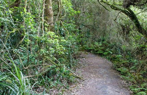 Rainforest Walking Track, Roberston Nature Reserve - Attractions 0