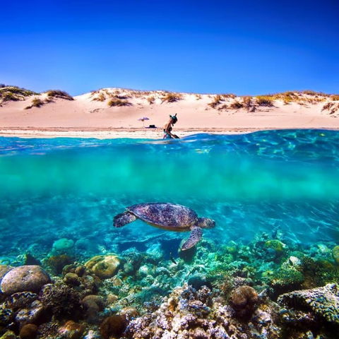 Snorkel The Ningaloo Reef - Attractions 0