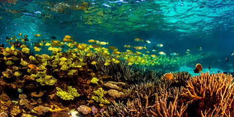 Snorkel The Ningaloo Reef - Attractions 2
