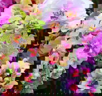 Tinonee Orchid Nursery - Attractions