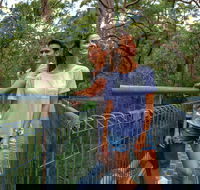Valley of the Giants Tree Top Walk - Attractions
