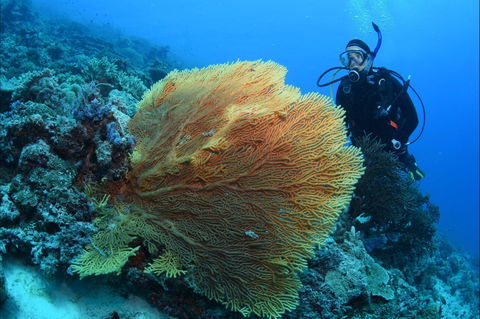 Wistari Wall - See Attractions 0