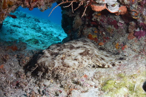 Wistari Wall - See Attractions 1