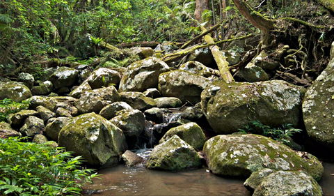 Booyong Walking Track - Attractions 0