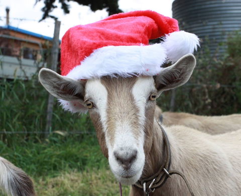 Bream Creek Farmers Market - Attractions 0