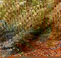 Burrawang Walking Track - Attractions
