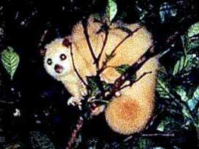 Carrowong Fauna Sanctuary - Attractions Las Vegas 1