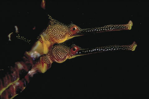 Eagle Rock Marine Sanctuary - Attractions 0